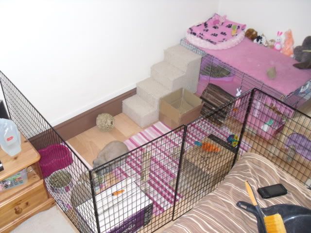 Whats it like to have a rabbit in your bedroom? - Rabbits United Forum